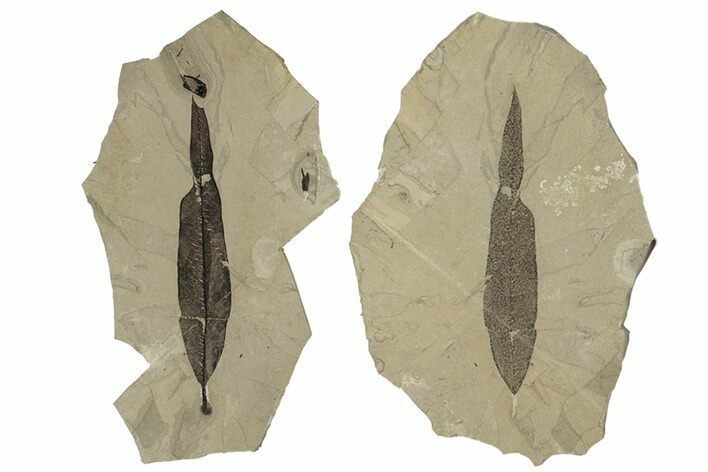 Fossil Leaf (Eugenia) Pos/Neg - Green River Formation, Colorado #250739